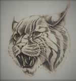 Wildcat 
