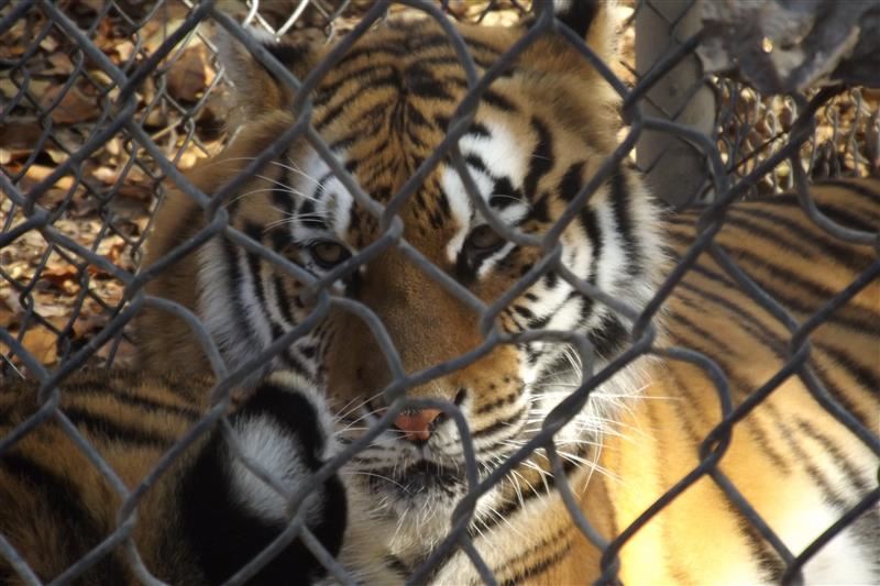 Tigers